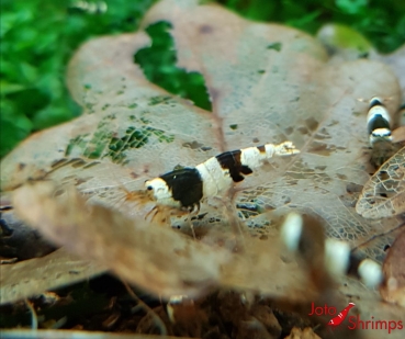 Preview: Black Bee A - S